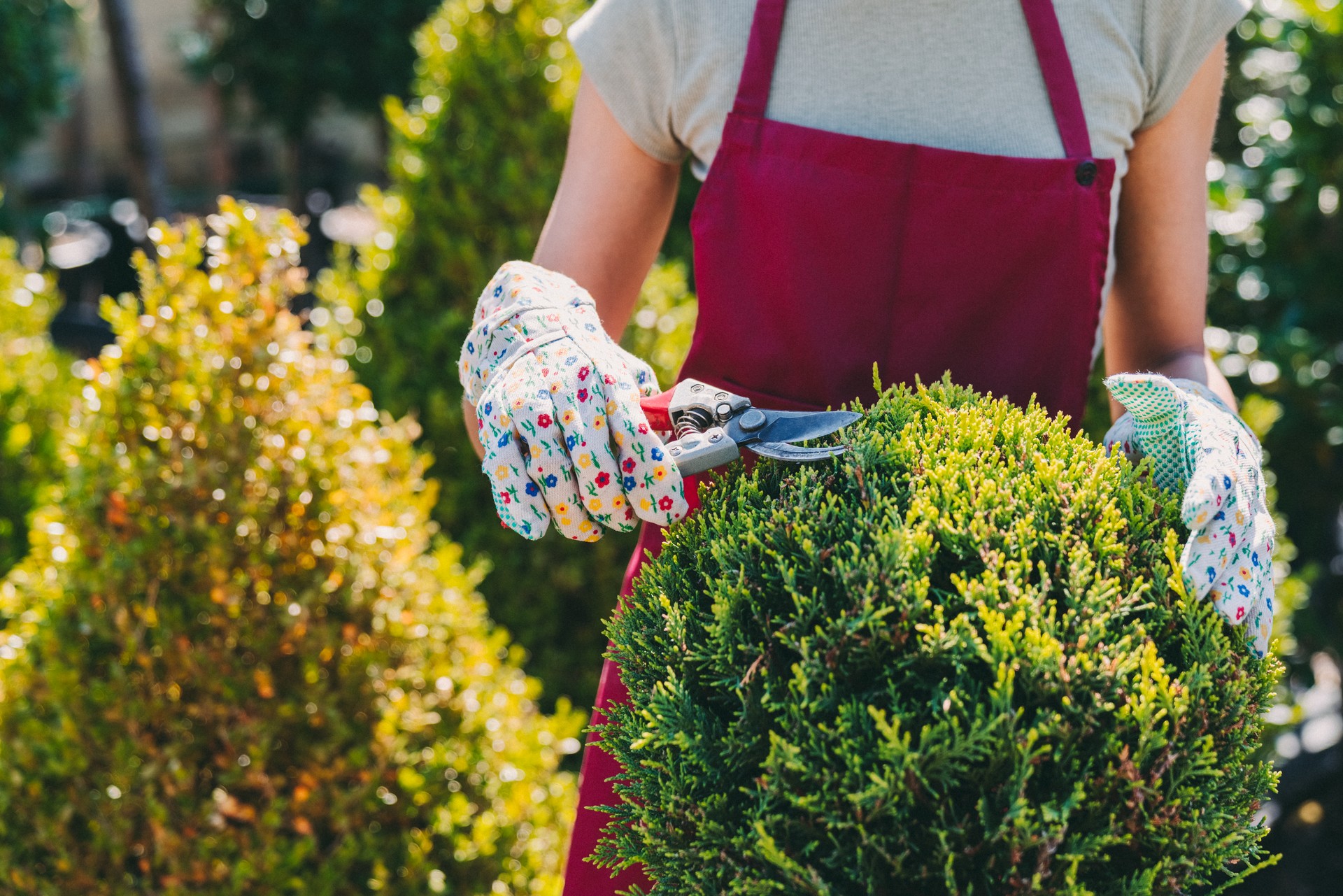 Gardener pruning plants in garden center