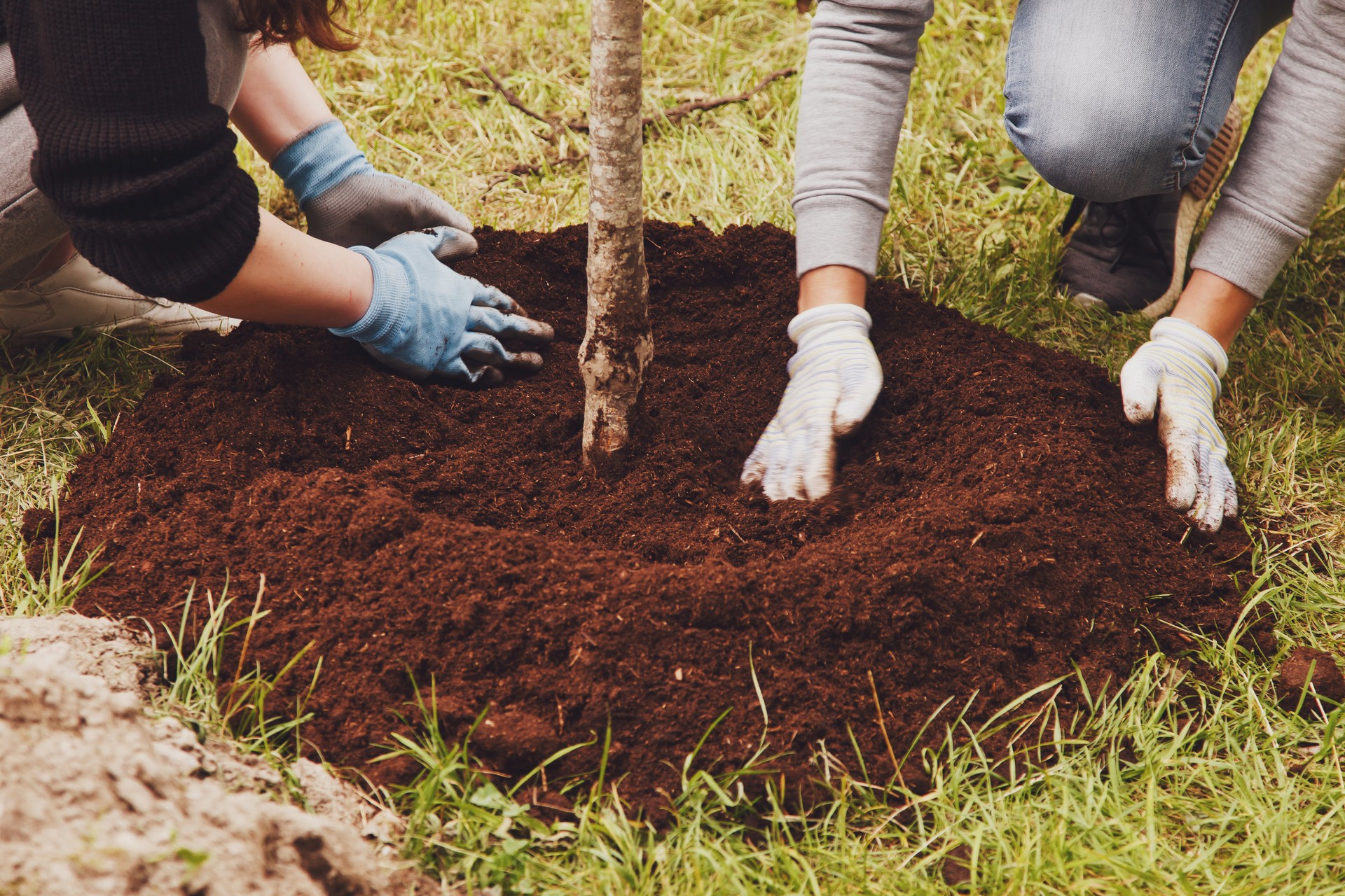 Young married couple in work uniform with shovel plant tree sapling in ground